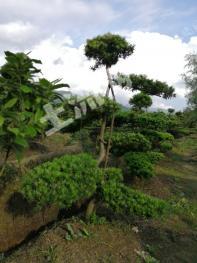 郴州汝城县102亩旱地经营权合作