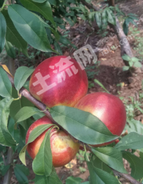 郑州惠济区 140亩 果园 经营权出租