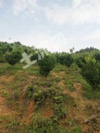 河池环江毛南族自治县 20亩 果园 经营权出租