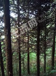 三明将乐县 100亩 灌木林地 经营权转让