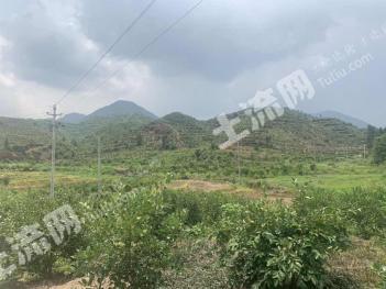 九江武宁县 3000亩 茶油基地，年产30万斤山茶籽