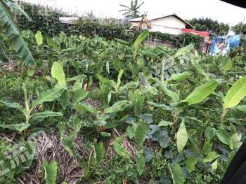 广州南沙区 270平米 宅基地 使用权出租