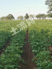 乌兰察布察哈尔右翼前旗 5000亩 旱地 经营权合作