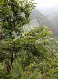 凉山甘洛县 1000亩 果园 经营权出租