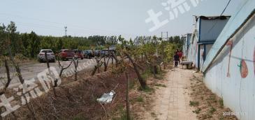 德州齐河县 81亩 果园 经营权出租