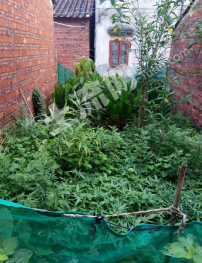 肇庆端州区 80平米 农家庭院 出租