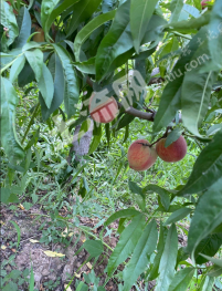 邯郸武安市 20亩 果园 经营权转包