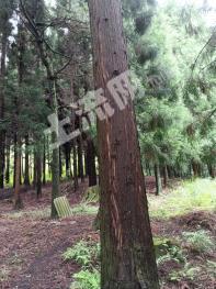 六盘水水城县 2062亩 灌木林地 经营权转让