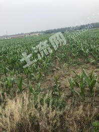 保定顺平县 1.1亩 水浇地 经营权转让