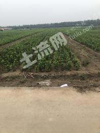 保定顺平县 2.2亩 水浇地 经营权转让