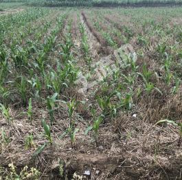 保定顺平县 3亩 水浇地 经营权转让