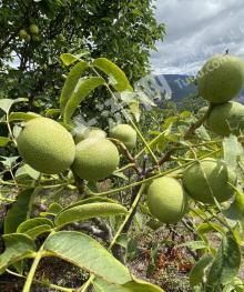 玉溪新平彝族傣族自治县254.5亩经营权转让