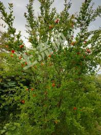 铜仁石阡县300亩其它耕地经营权合作