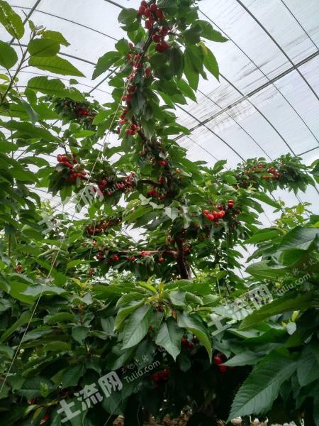 辽宁大连 6亩 精品樱桃园 转让