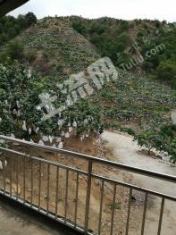 攀枝花仁和区 125亩 有林地 经营权转让