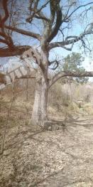 六安金寨县 800亩 灌木林地 经营权转让