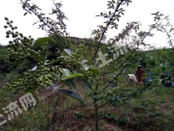 重庆潼南区 247亩 水浇地 经营权转包