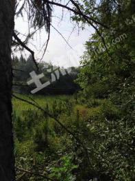 吉林龙潭区390亩林地-可种植有林地经营权转让