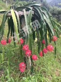 黔南罗甸县 200亩 果园 经营权转让