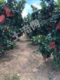 福建漳州 35亩 果园 经营权转让