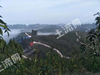 达州开江县 500亩 有林地 经营权转让