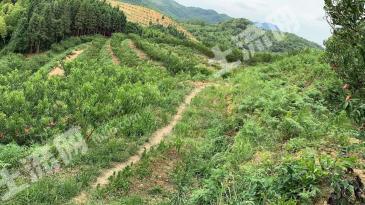 郴州资兴市98亩果园经营权转让