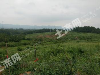 滁州南谯区 120亩 其它林地 经营权转让