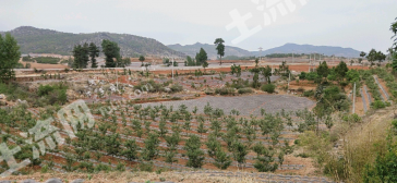 曲靖宣威市 27亩 果园 经营权出租