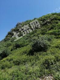 保定涞源县 3186亩 灌木林地 经营权转让