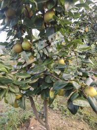 湖南衡阳 90亩 果园 经营权转让