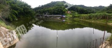 肇庆四会市 30亩 坑塘水面 经营权转让