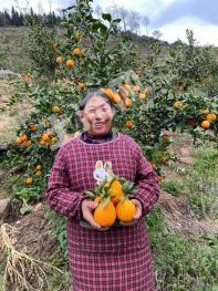 雅安石棉县 200亩 果园 经营权转让