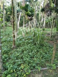 三亞吉陽(yáng)區(qū)500平米宅基地使用權(quán)出租