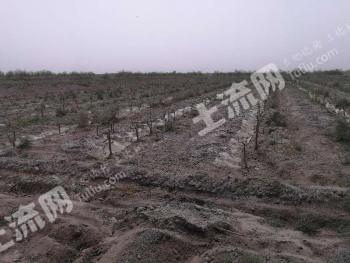 巴音郭楞若羌县 200亩 乔木林地 经营权转让