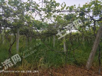 上饶铅山县22亩果园经营权转让