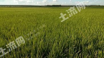 哈尔滨依兰县 256亩 水田 经营权转包