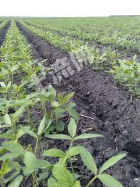 齐齐哈尔依安县 600亩 水浇地（黑土地）经营权 出租