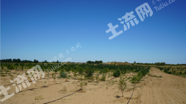 通辽奈曼旗 48000亩 沙地 出租
