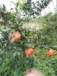 徐州贾汪区 4000亩 有林地 经营权转让