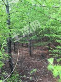 鹤岗东山区 212亩 有林地 经营权转让