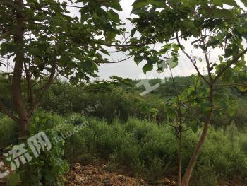 江西九江 130亩 综合养殖用地 经营权转让