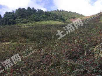 雅安汉源县 70亩 花椒林地 经营权转让
