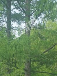 吉林通化集安市 2600亩 林地 经营权转让