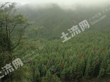 乐山马边彝族自治县2500亩有林地经营权转让