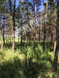 双鸭山友谊县 187亩 有林地 经营权转让