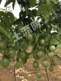 南宁宾阳县 52亩 果园 经营权转让