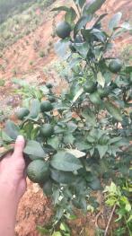 临沧永德县 52亩 果园 经营权出租