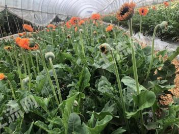 玉溪易门县 30亩 水浇地 经营权转让