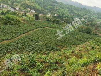 重庆大足区 200亩 花椒地 经营权转让