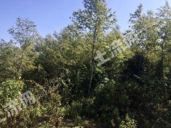 德宏芒市 24.6亩 有林地 经营权转让